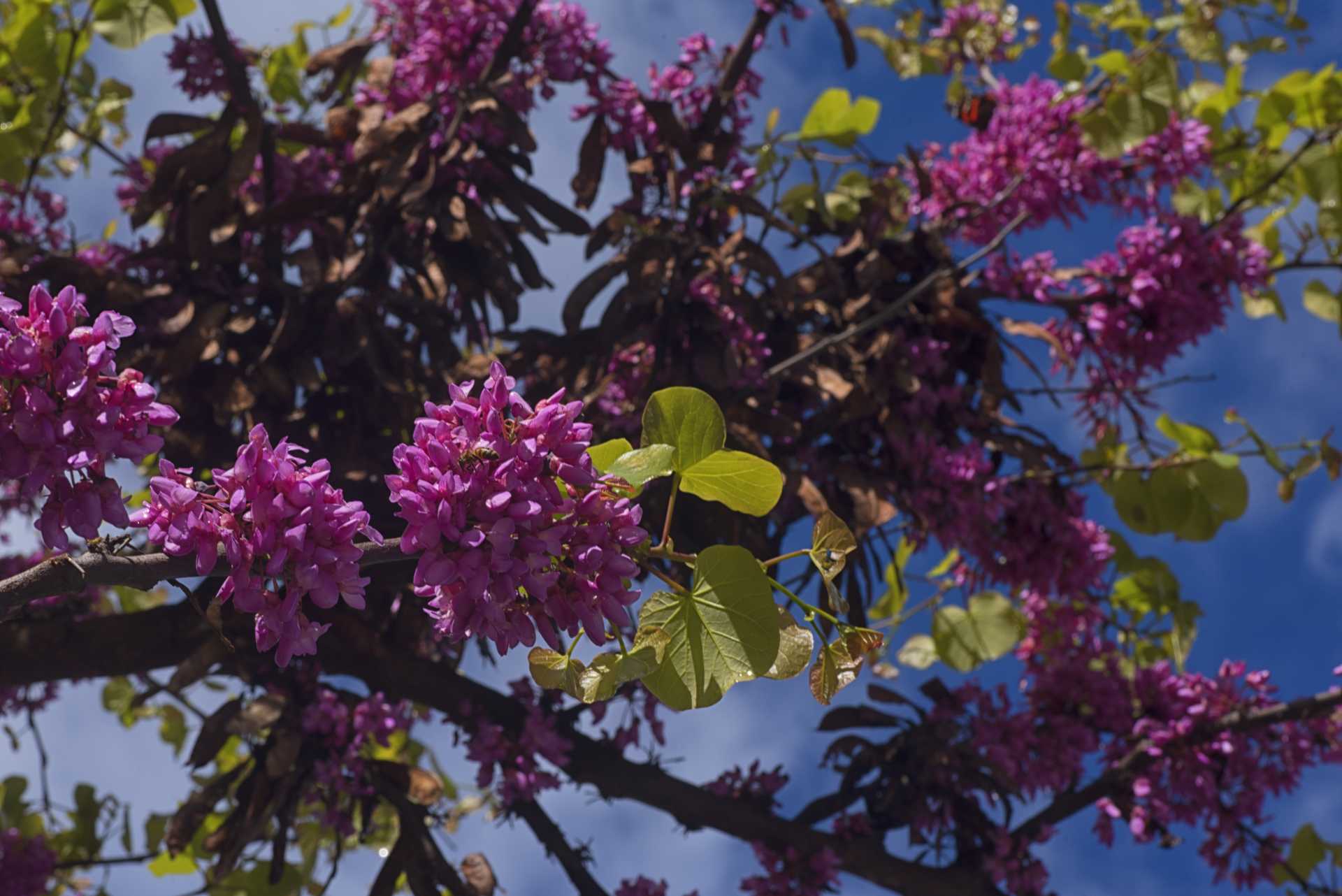 Anche Ostia ha il suo Hanami